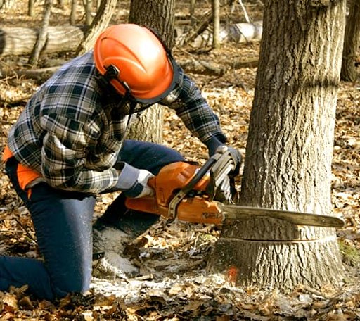 Tree Removal in Silver Bay, MN